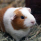 Pet Shops logo